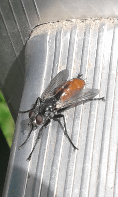 Tachinidae : Cylindromyia bicolor?